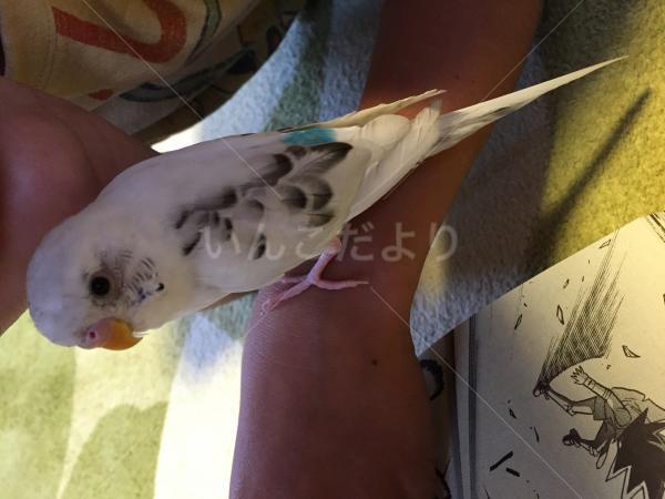 迷い鳥の写真