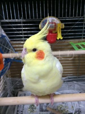 迷い鳥の写真