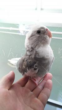 迷い鳥の写真