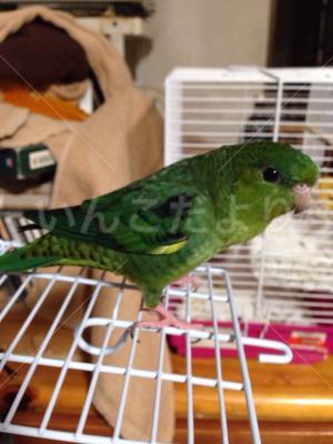 迷い鳥の写真