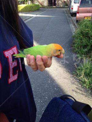保護鳥の写真