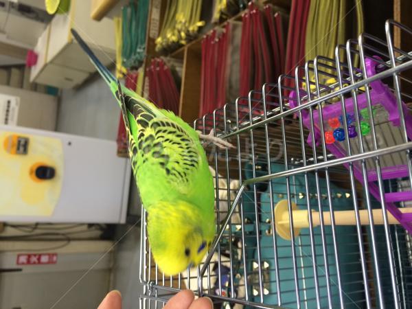 保護鳥の写真