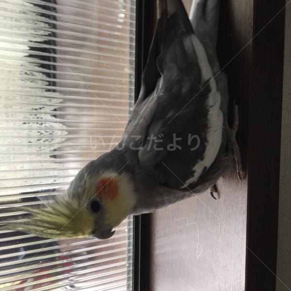 迷い鳥の写真