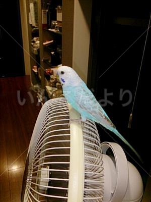 迷い鳥の写真
