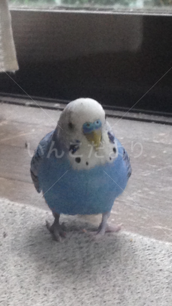 迷い鳥の写真