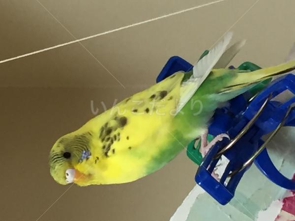 迷い鳥の写真