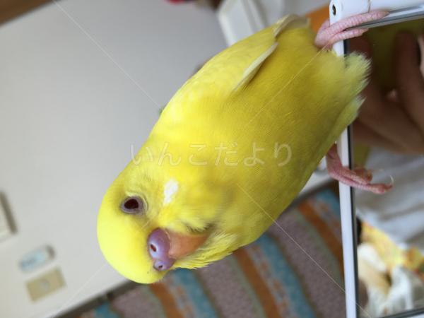 迷い鳥の写真