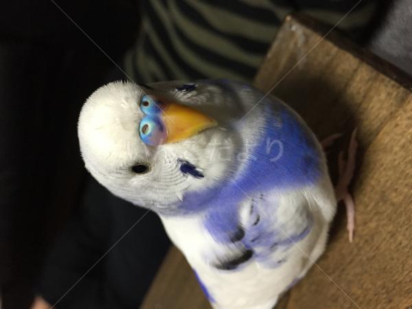 迷い鳥の写真