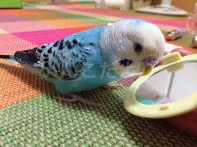 迷い鳥の写真
