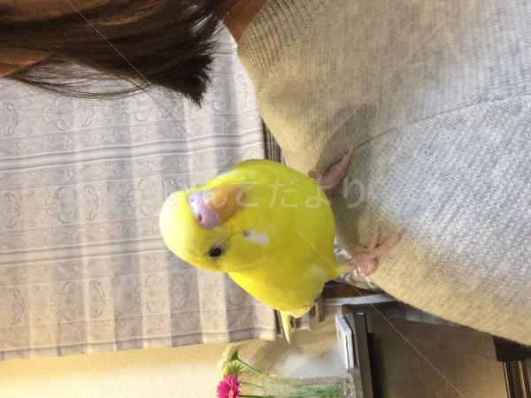 迷い鳥の写真