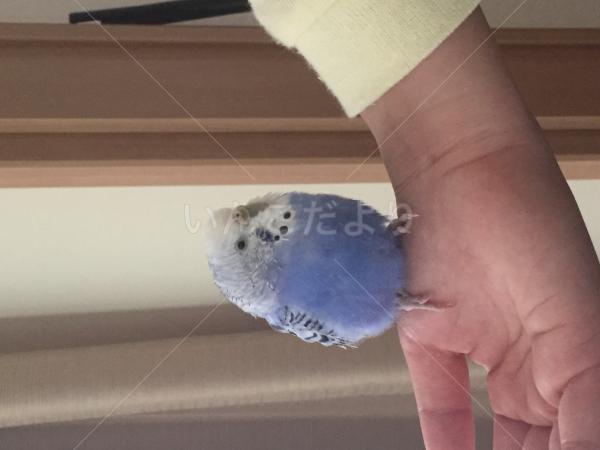 迷い鳥の写真