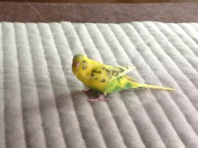 迷い鳥の写真