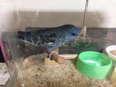 保護鳥の写真
