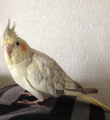 保護鳥の写真