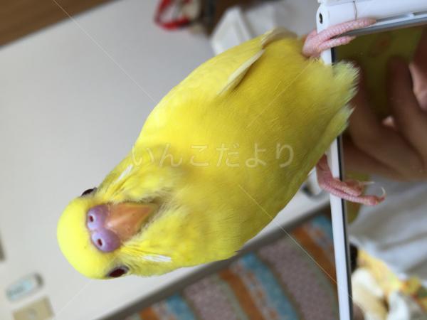 迷い鳥の写真