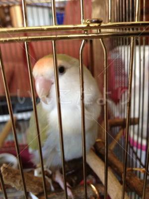 保護鳥の写真