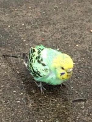 保護鳥の写真