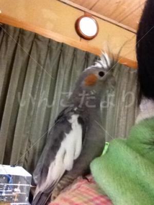 迷い鳥の写真