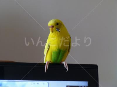 迷い鳥の写真