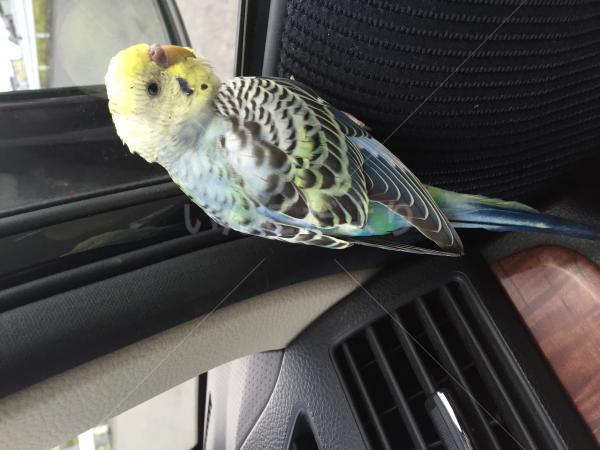 保護鳥の写真