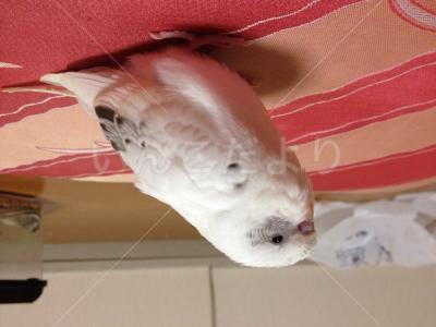 迷い鳥の写真