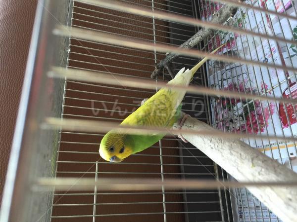 保護鳥の写真