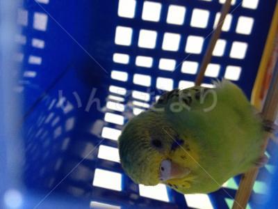 保護鳥の写真