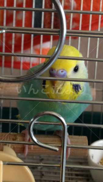 迷い鳥の写真