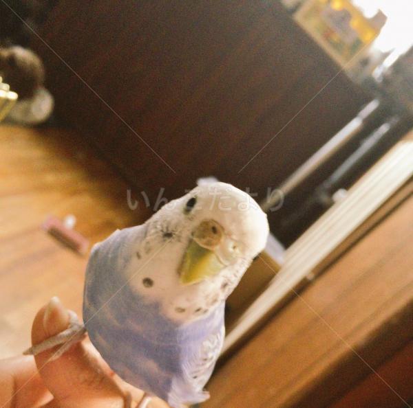 迷い鳥の写真