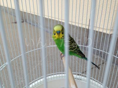 保護鳥の写真