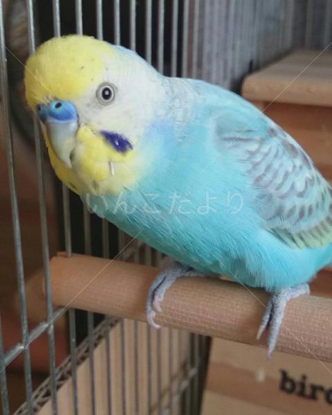 迷い鳥の写真