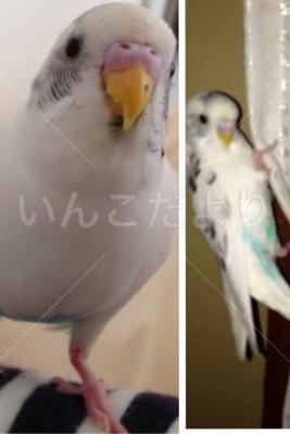 迷い鳥の写真