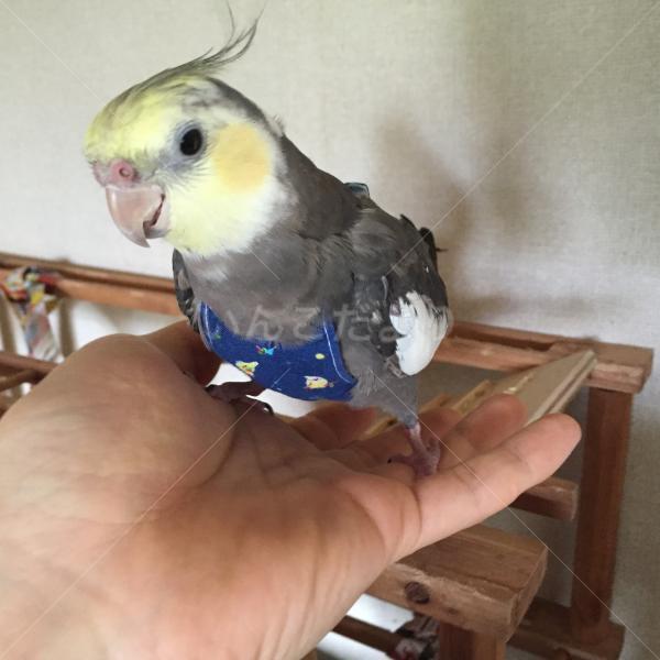 迷い鳥の写真