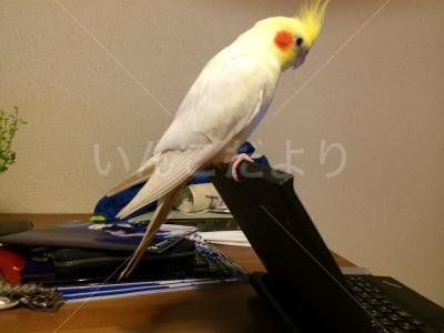 保護鳥の写真