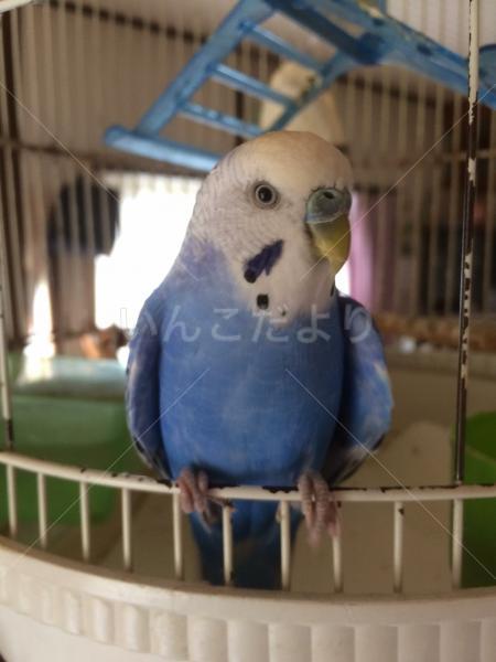 迷い鳥の写真