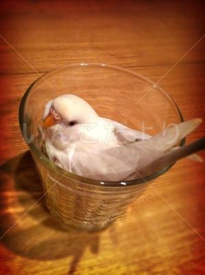 迷い鳥の写真