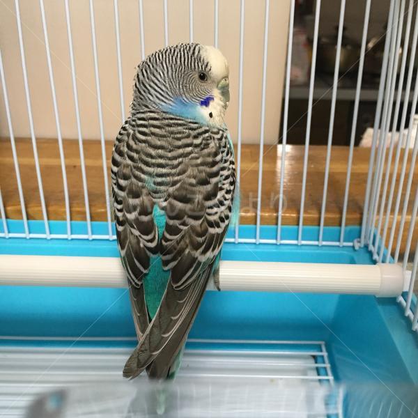 保護鳥の写真