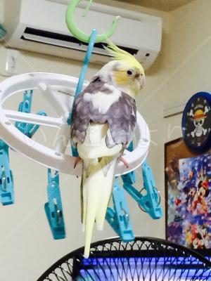 迷い鳥の写真