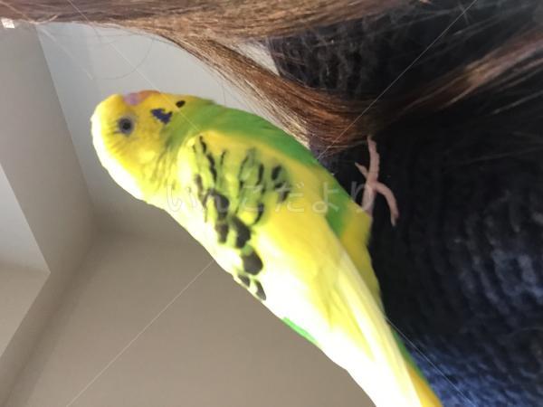 迷い鳥の写真