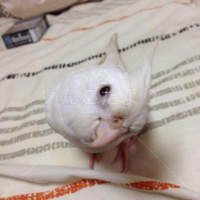 迷い鳥の写真