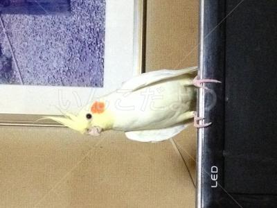 迷い鳥の写真