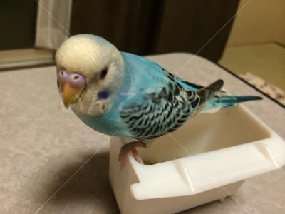 迷い鳥の写真