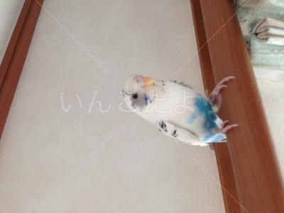 保護鳥の写真