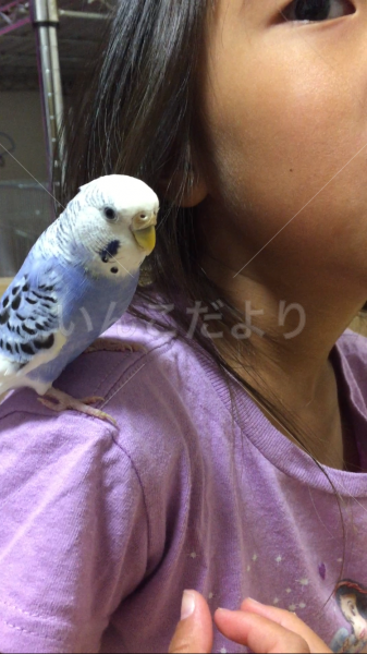 迷い鳥の写真