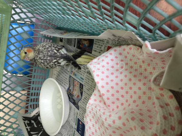 保護鳥の写真