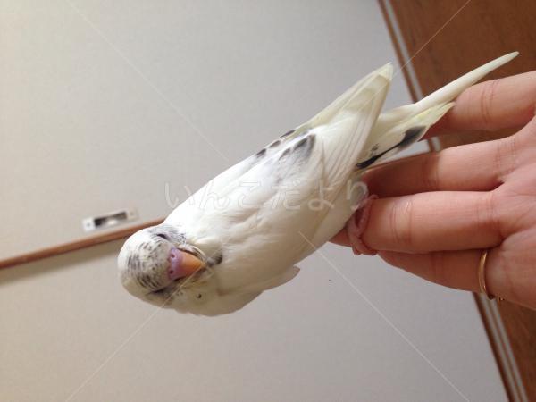 迷い鳥の写真