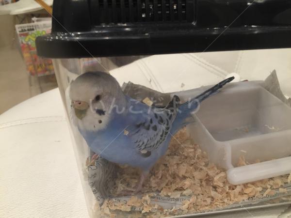 保護鳥の写真