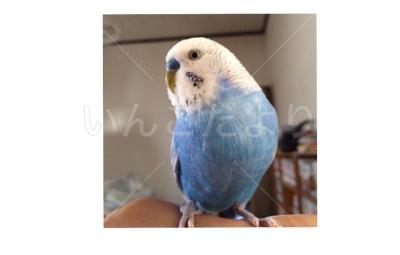 迷い鳥の写真