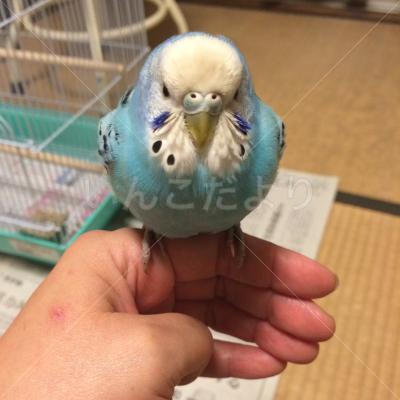 保護鳥の写真