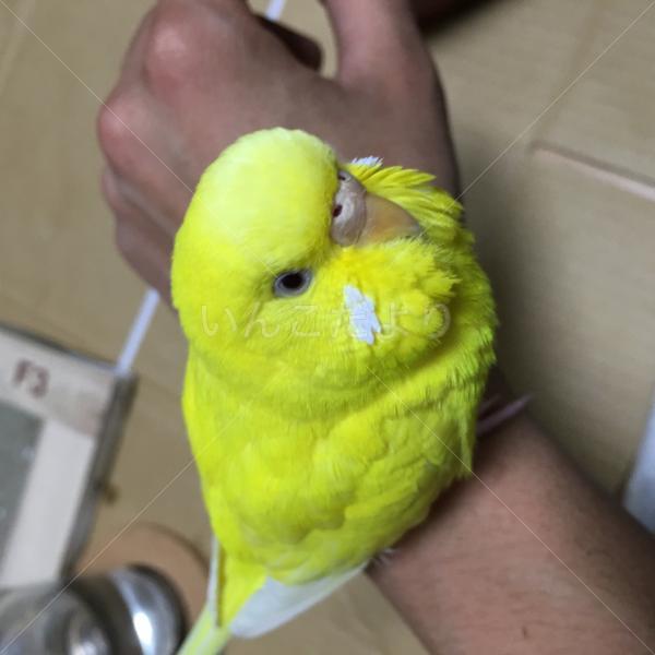 迷い鳥の写真